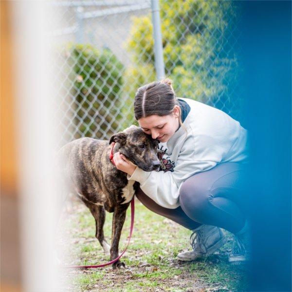 student hugs a dog who is outside in a pen at an animal shelter