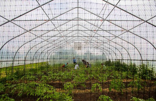  Looking through a material screen at the inside of a hoop house where students weed tomato plants.