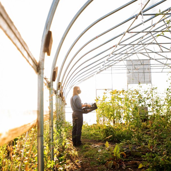 A person stands inside of a greenhouse holding a basket of plants.
