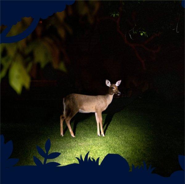 A deer standing in the dark, illuminated by a beam of light.