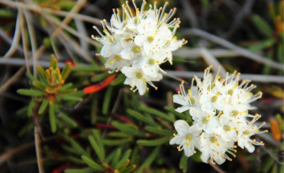 Labrador Tea - ITEX-AON understanding tundra ecosystem change - Grand