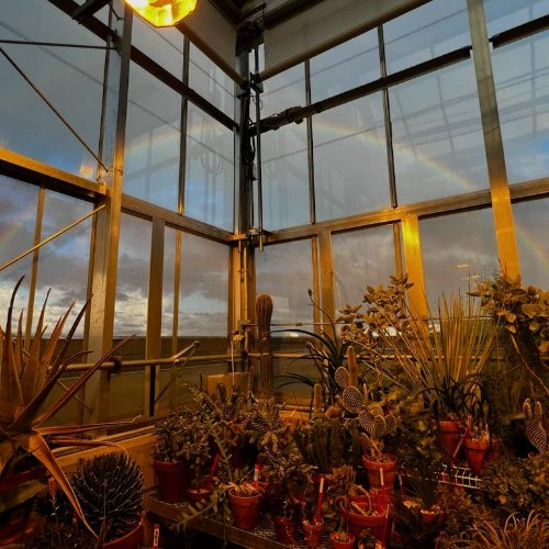 a rainbow seen through the glass of the arid house located in the Barbara Kindschi Greenhouse, GVSU