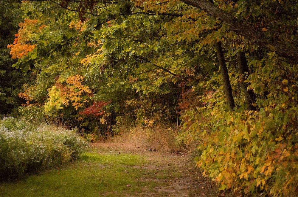 fall trees on the trails at GVSU