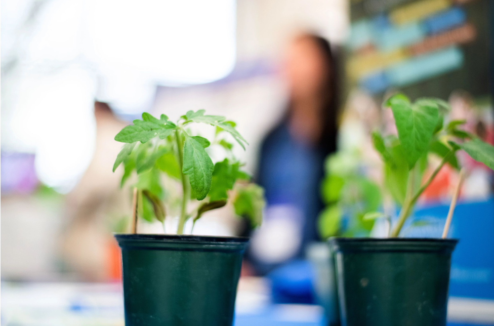 two small plants in pots in focus, person standing behind table out of focus