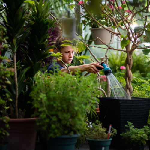 student employee waters a plant in the greenhouse