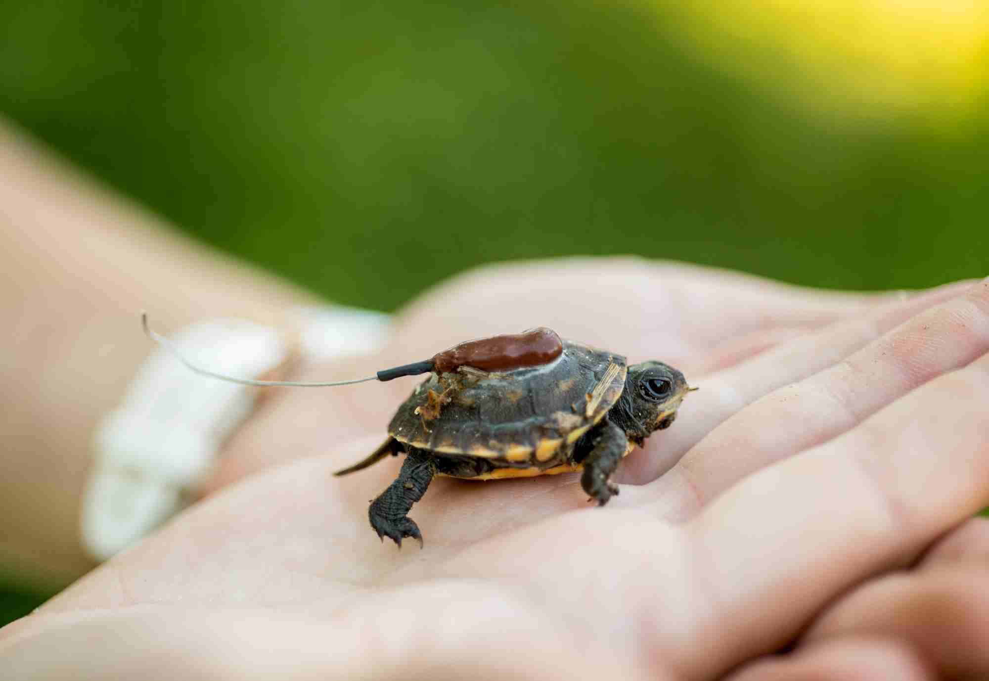 Boosting survival for hatchlings - Conservation experts help give rare ...