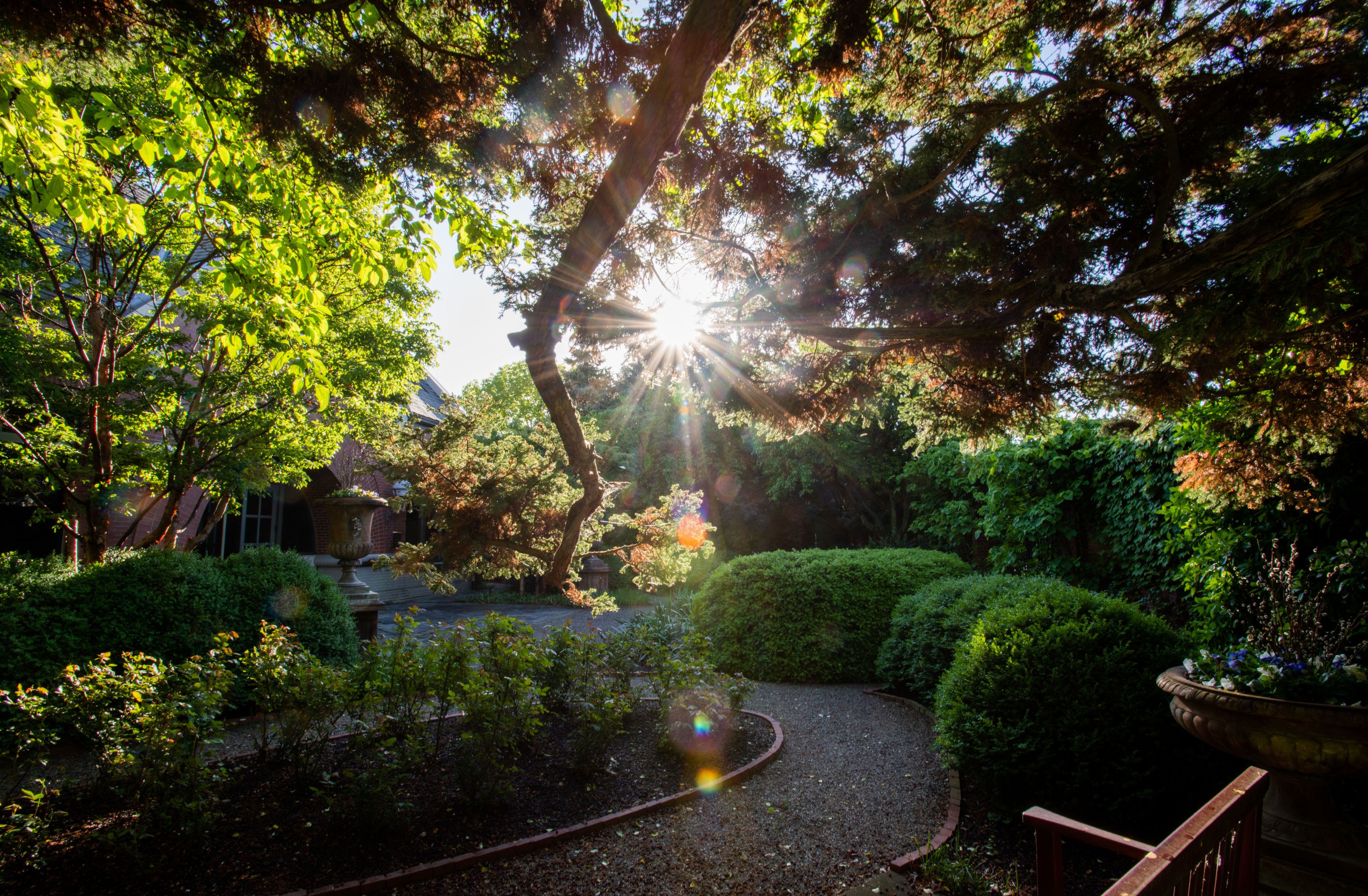 sun peeking through trees of a campus garden with a winding path, lots of green bushes