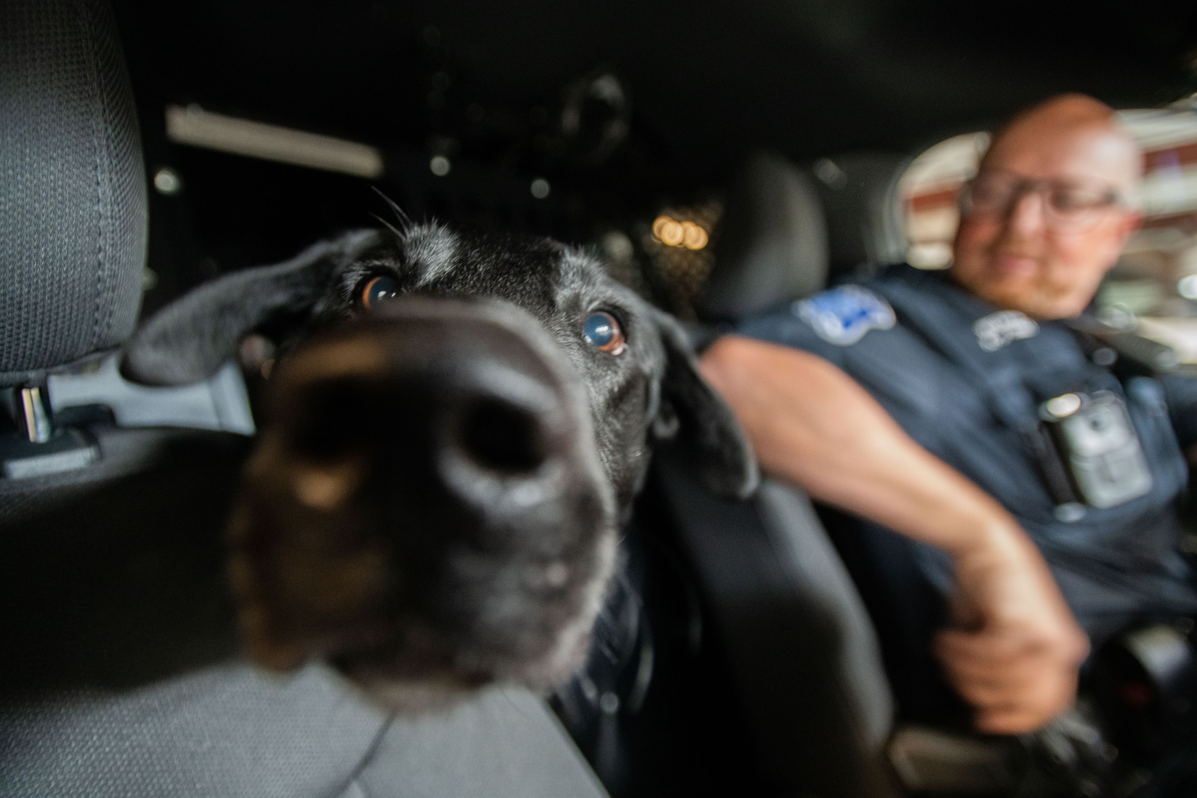 tight inside the car photo of black Lab nose near center, with officer seated in driver's seat