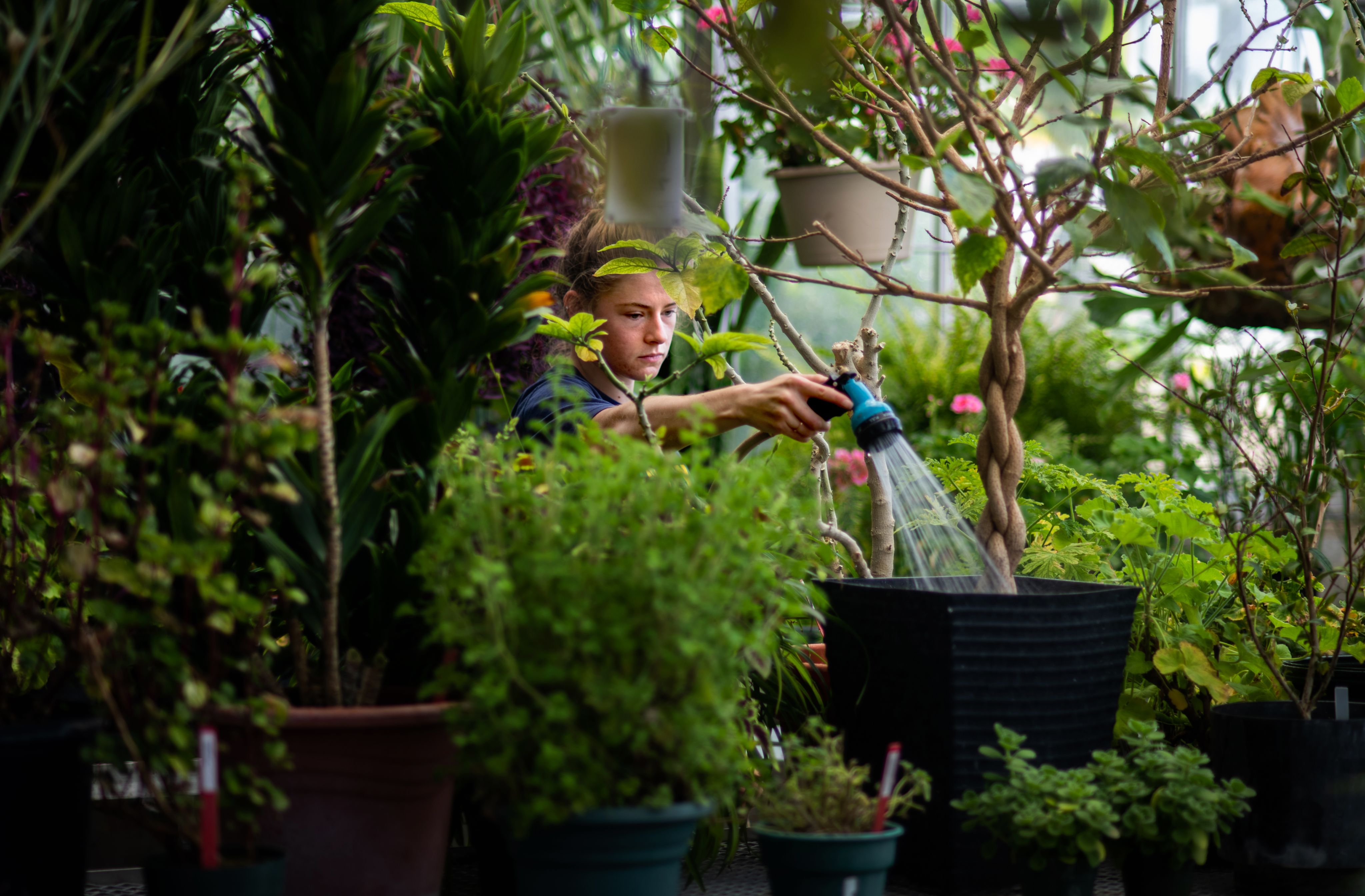 student pictured through plants watering a small tree