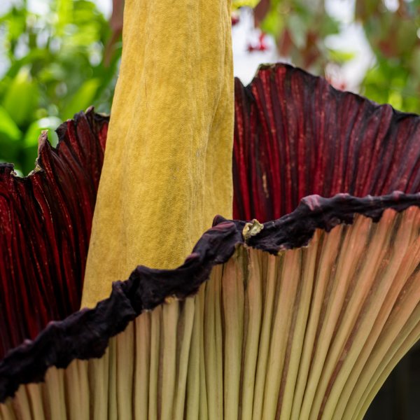 A closeup of the corpse flower, with colors of yellow and burgundy.
