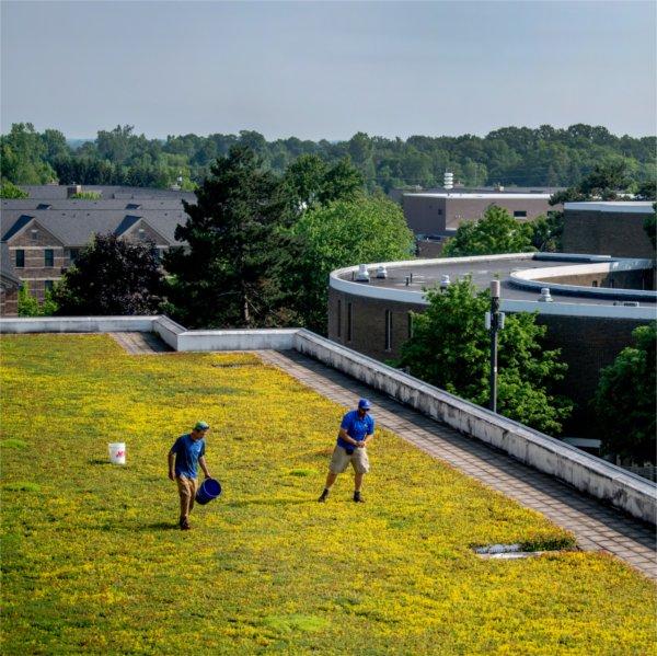 Workers maintain the GVSU Green Roofs