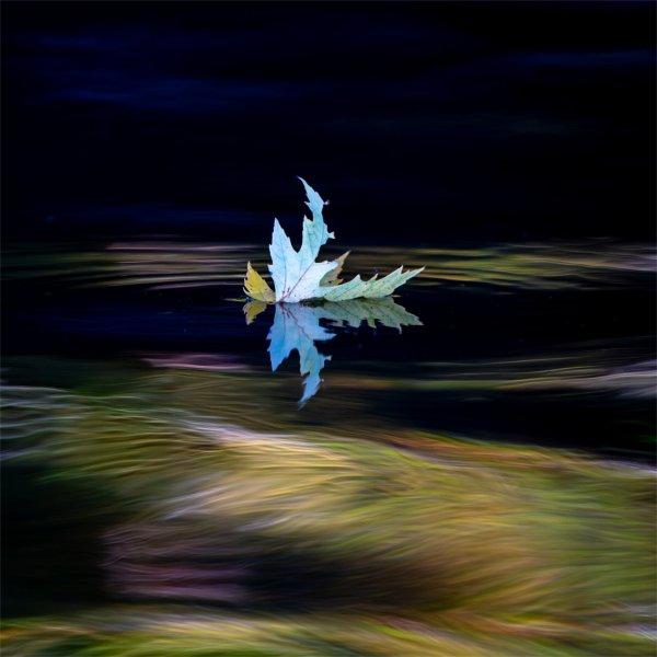 A leaf floats on water as colorful trees are reflected in the river.