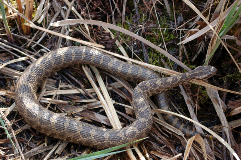 The eastern massasauga rattlesnake. Photo courtesy of Jennifer Moore.