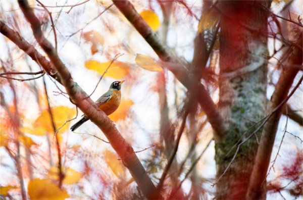  A robin is perched in a tree with vibrant orange autumn color.