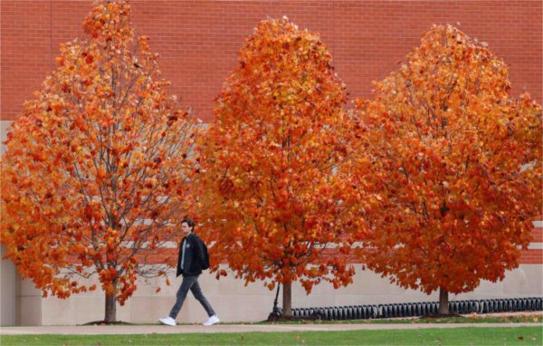  A pedestrian walks near trees with vibrant orange autumn color.