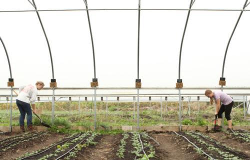 Students work at Grand Valley's Sustainable Agriculture Project.