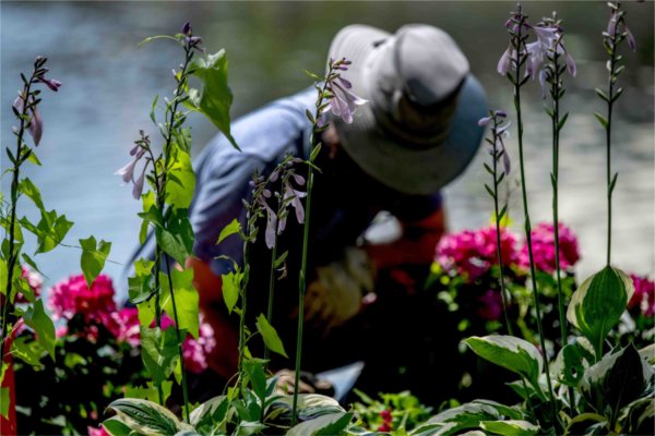  A person wearing a hat kneels among purple flowers as they weed a garden near a pond.