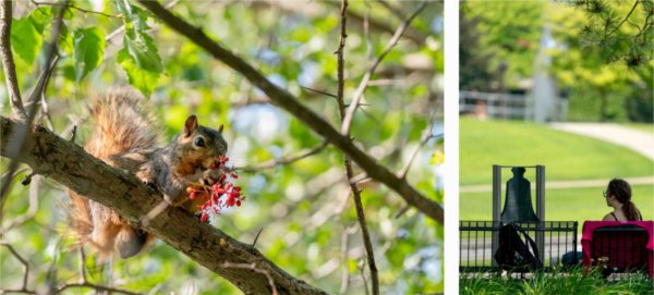  left, a squirrel sits in a tree eating red berries. Right, a person sits on a bench on a college campus. 