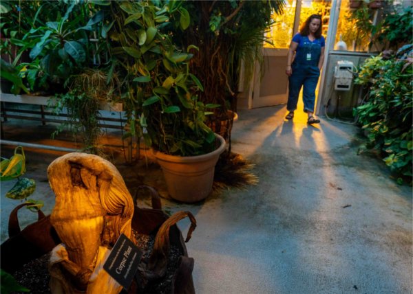  A person walks through a greenhouse door among golden light. 