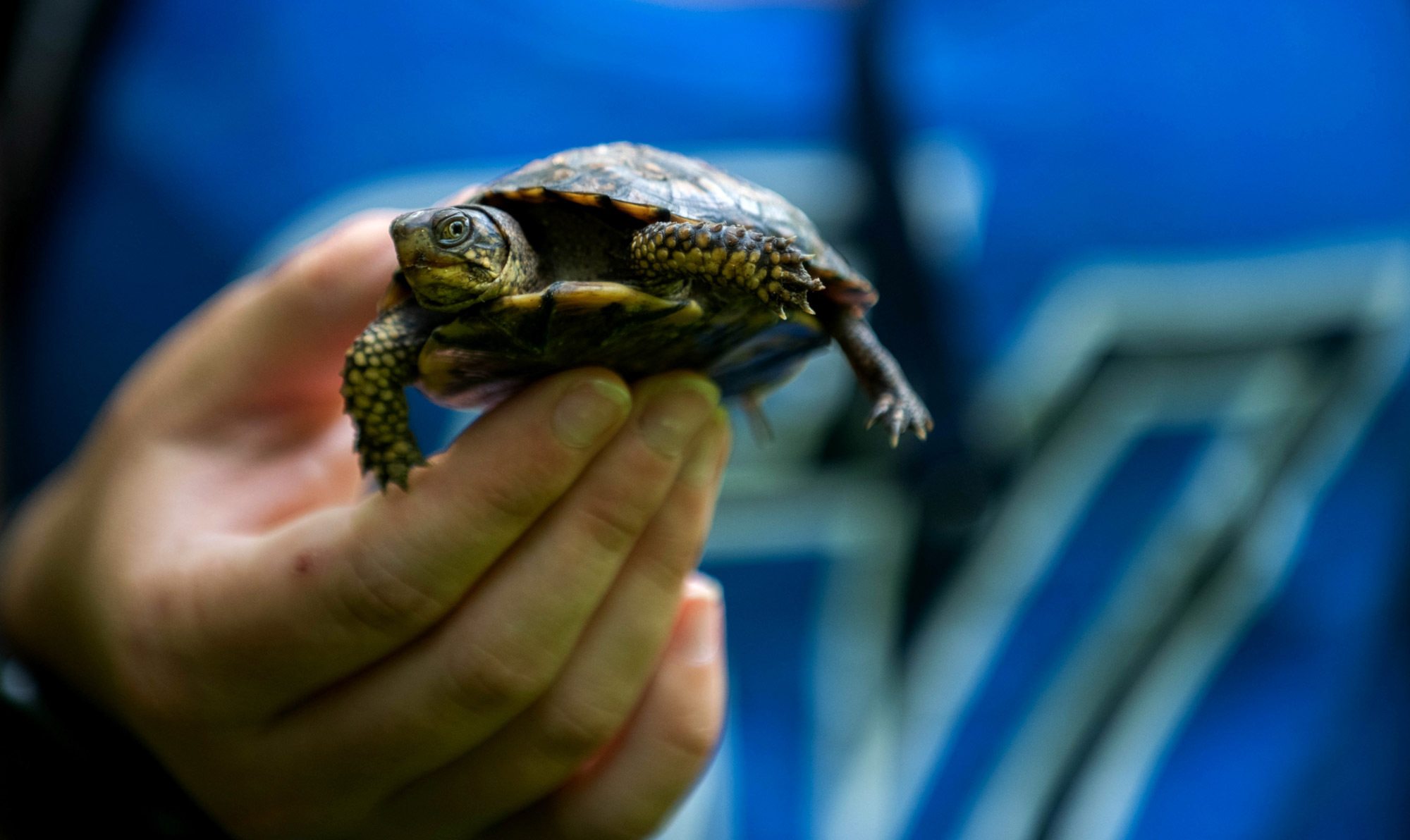 Young Turtles That Are Focus Of Collaborative Conservation Effort 