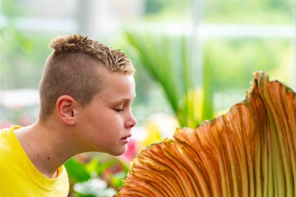  A young person reaches their neck out to smell a large yellow flower.  