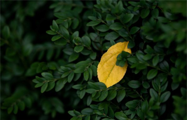  A yellow leaf is caught in a green shrub.