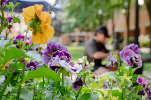  A person sits out of focus behind a row of yellow and purple flowers. 