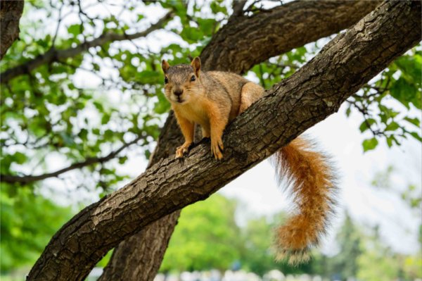  A squirrel looks at the camera while sitting on a tree branch. 