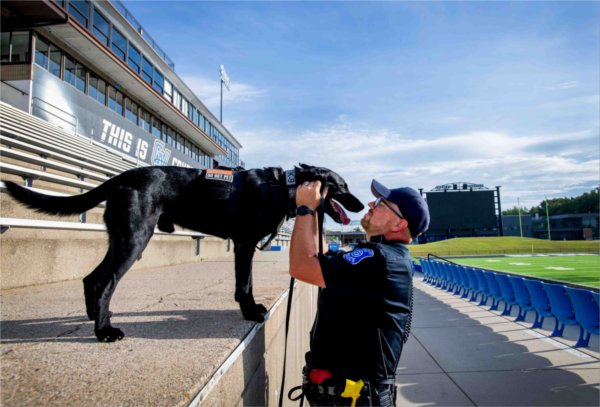  A police officer and black Labrador share a moment face-to-face in a football stadium. 