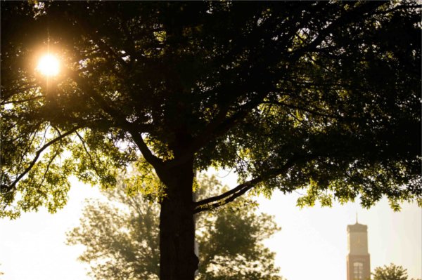 A carillon clock tower is seen through fog and a sunrise while being surrounded by green trees.  