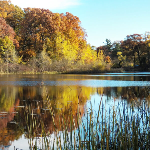 A photograph of Ruddiman Lagoon, a freshwater estuary in Michigan.