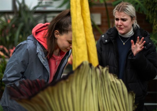 One person reacts strongly while another sniffs a corpse flower, which emits a foul odor.