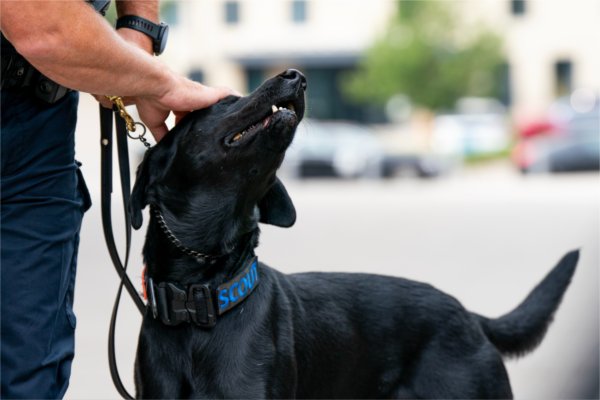 Grand Valley Police Department Officer Paul Weaver with Scout, the new black Labrador K9 police dog, during a press conference at the Laker Store