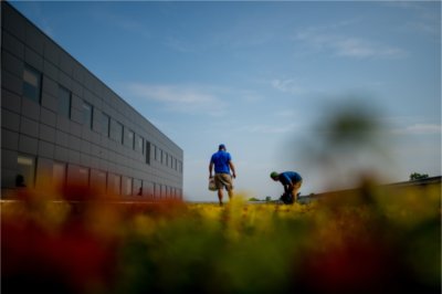 Workers maintain the GVSU Green Roofs