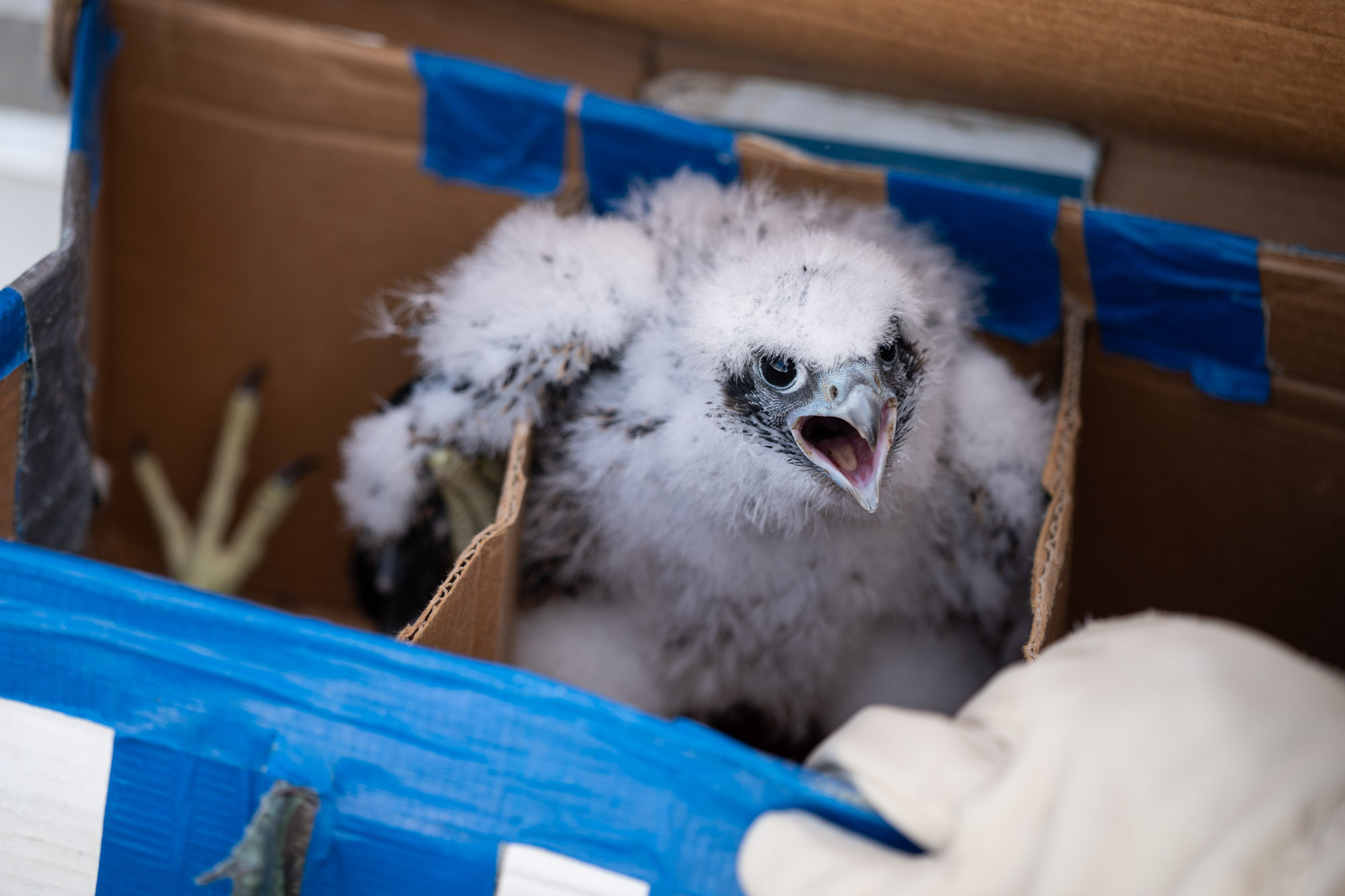 Dnr Experts Band Two Healthy Peregrine Falcon Chicks At Gvsu Nesting Box Gvnext