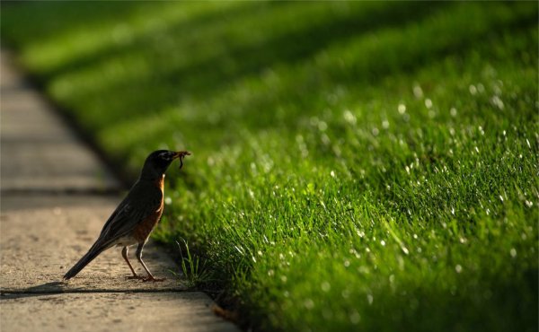  A robin holds a worm in its mouth near a grassy area.