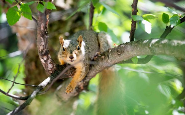  A squirrel stares at the camera while resting on a tree branch. 