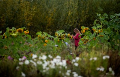 A student takes notes in a field of flowers at the Sustainable Agriculture Project.