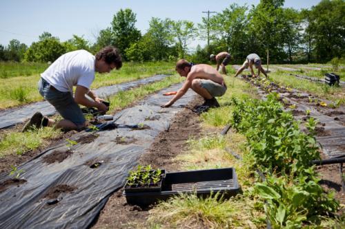 Students and staff members working at Grand Valley's Sustainable Agriculture Project.