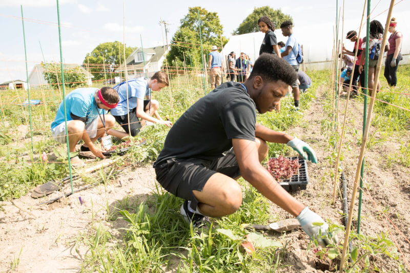 Students planting lettuce seedlings at the Sustainable Agriculture Project.