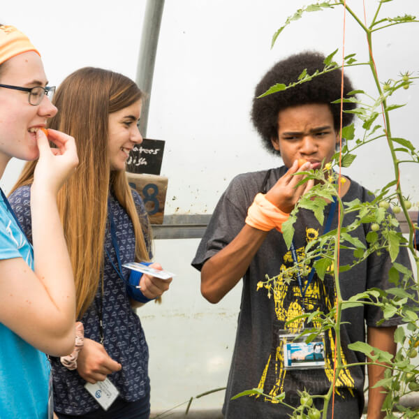 Students taste fresh tomatoes at their class at the university's Sustainable Agriculture Project.
