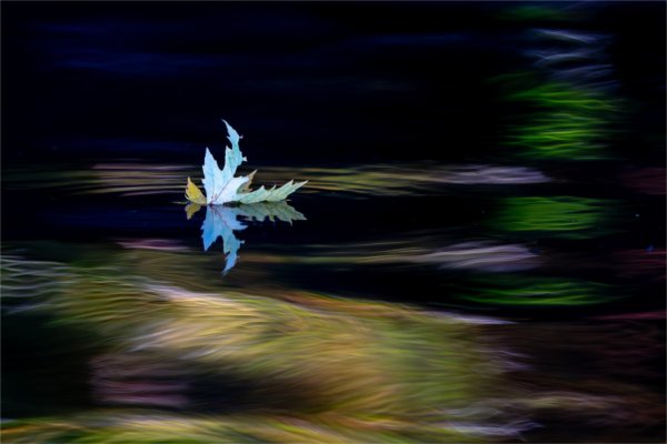  A leaf is reflected into water as it floats on a river. 