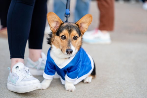 A corgi dog wears a blue shirt.  