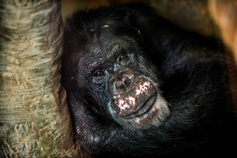 chimpanzee diet in captivity live food