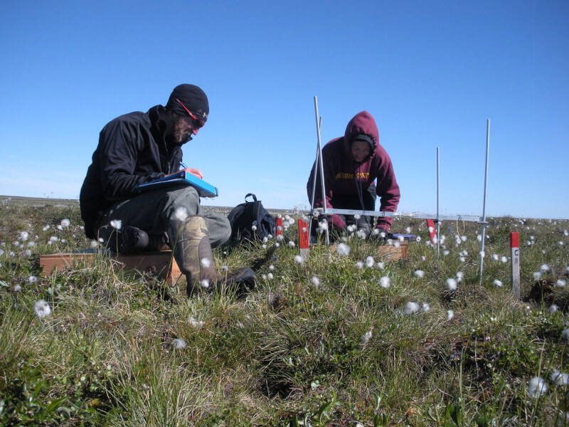 Alumni AJ Smith and Jessica Gregory sampling vegetation in Atqasuk, Alaska.