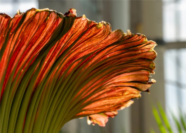 Light filters through the reddish color of a large flower.