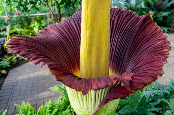 A close up of a large corpse flower with a yellow vertical center, purply outer sheaths and a green stalk.