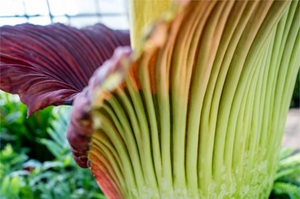 A closeup of the green outside, purply inside and yellow center of the corpse flower.