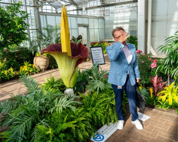 A person holds their nose while posing in front of the corpse flower. A Grand Valley State University Biology Department sign is on the ground.