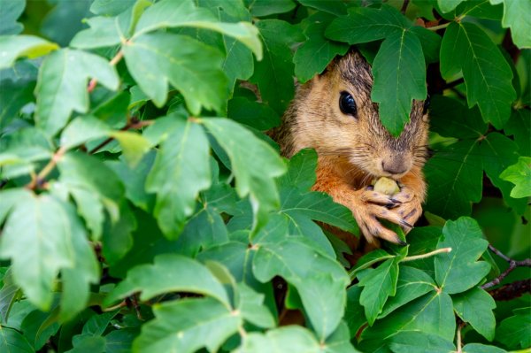 Squirrel pokes out of tree leaves.